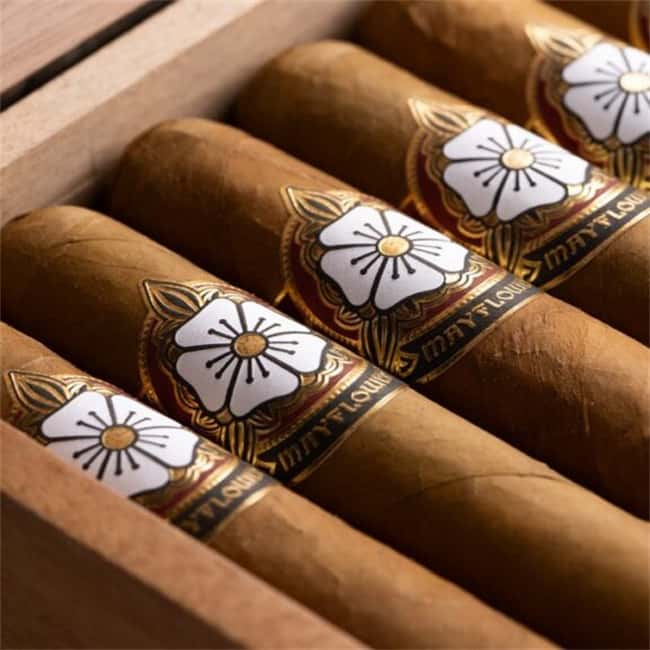 mayflower cigar4